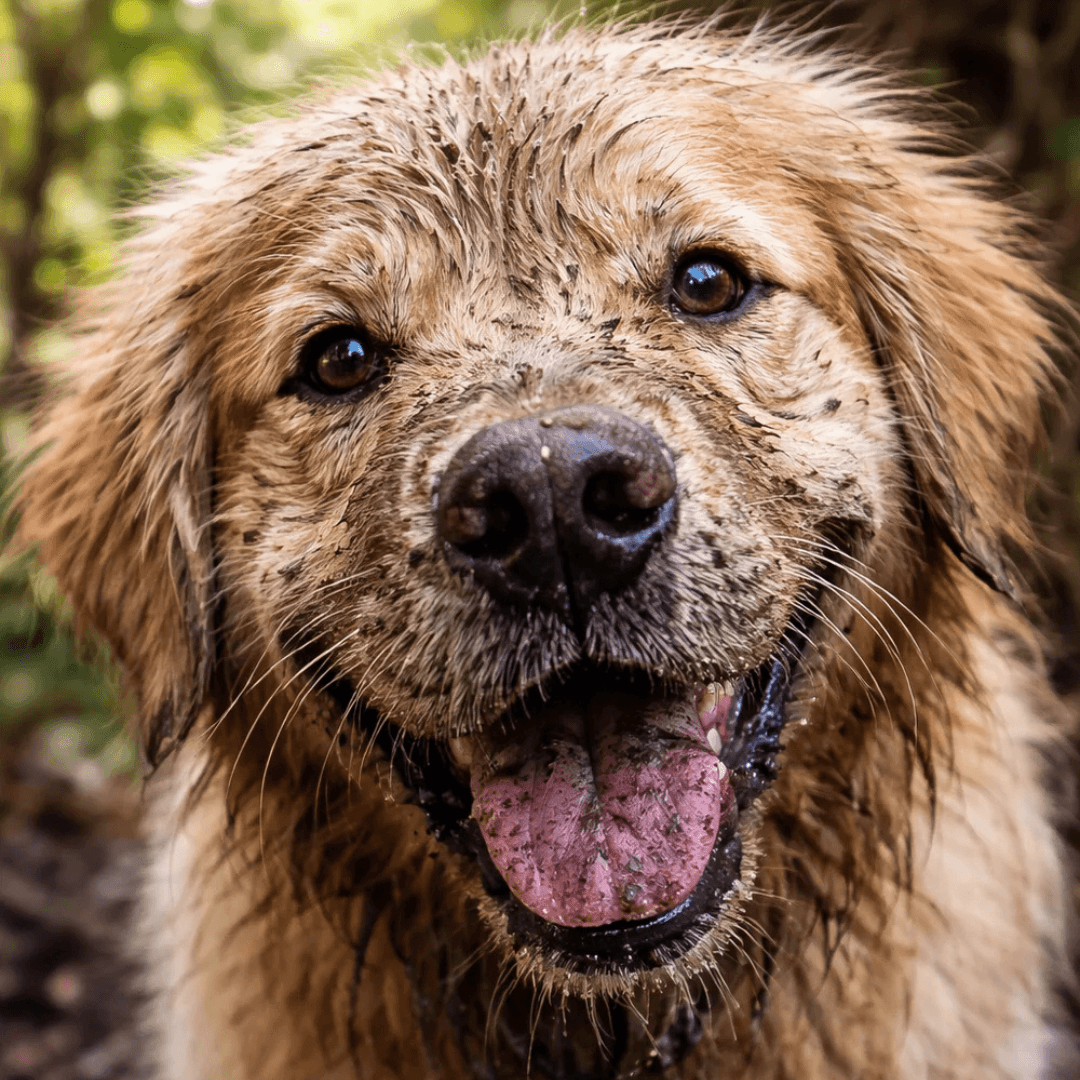 Masz dość brudnego psa po każdym spacerze?