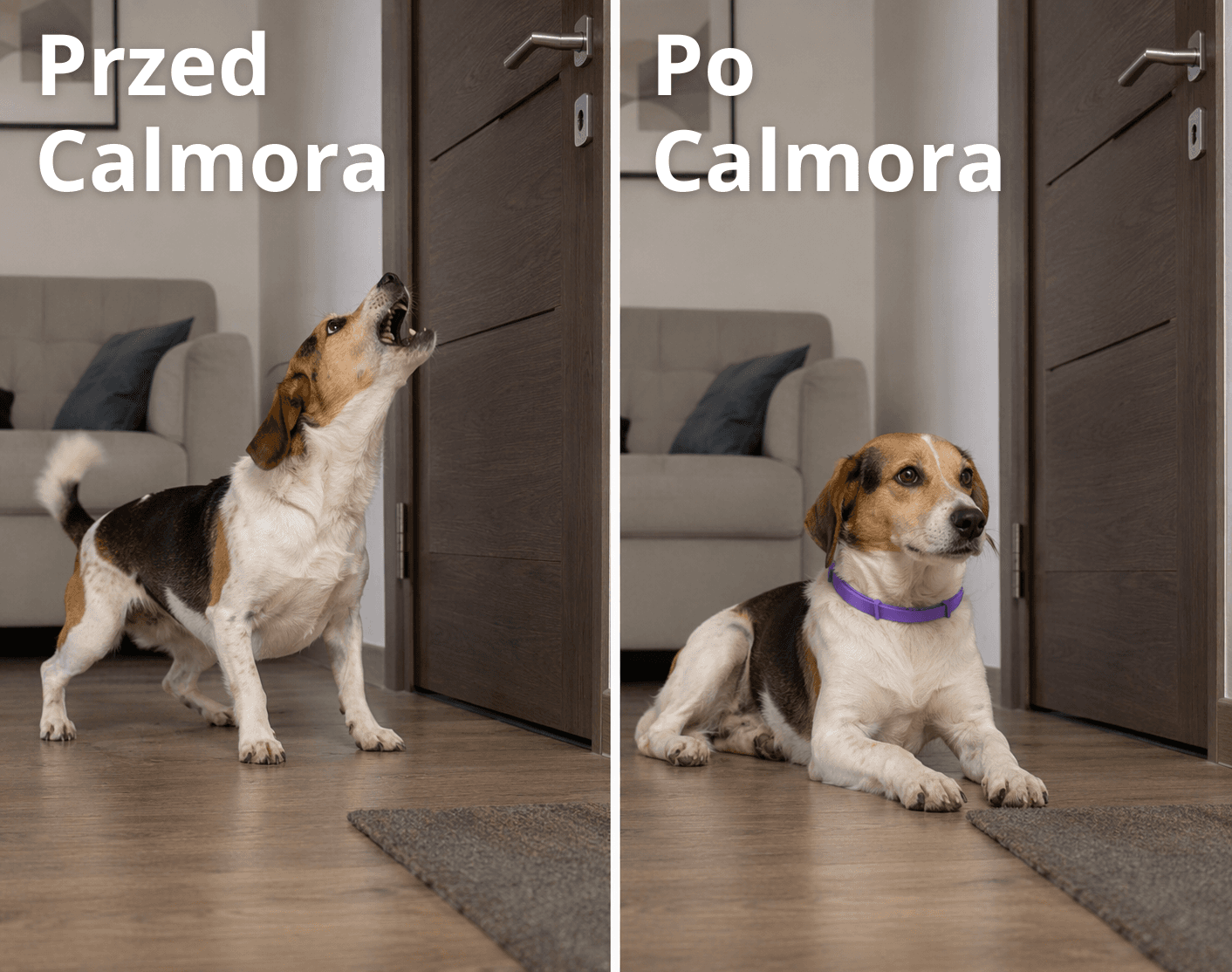 Calmora – uspokajająca obroża dla twojego psa lub kota