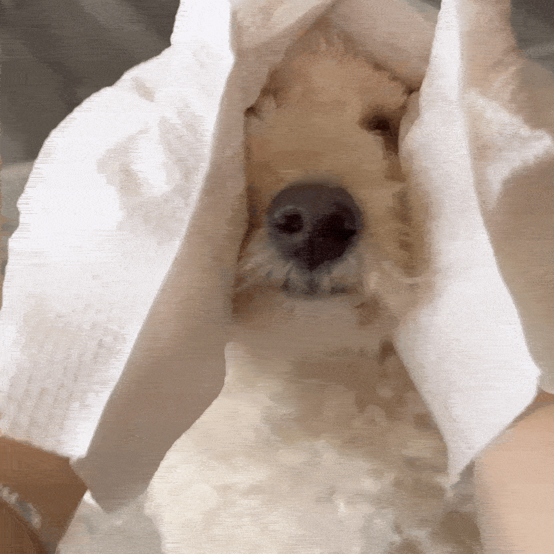 Czysty pies w 2 minuty — bez kąpieli